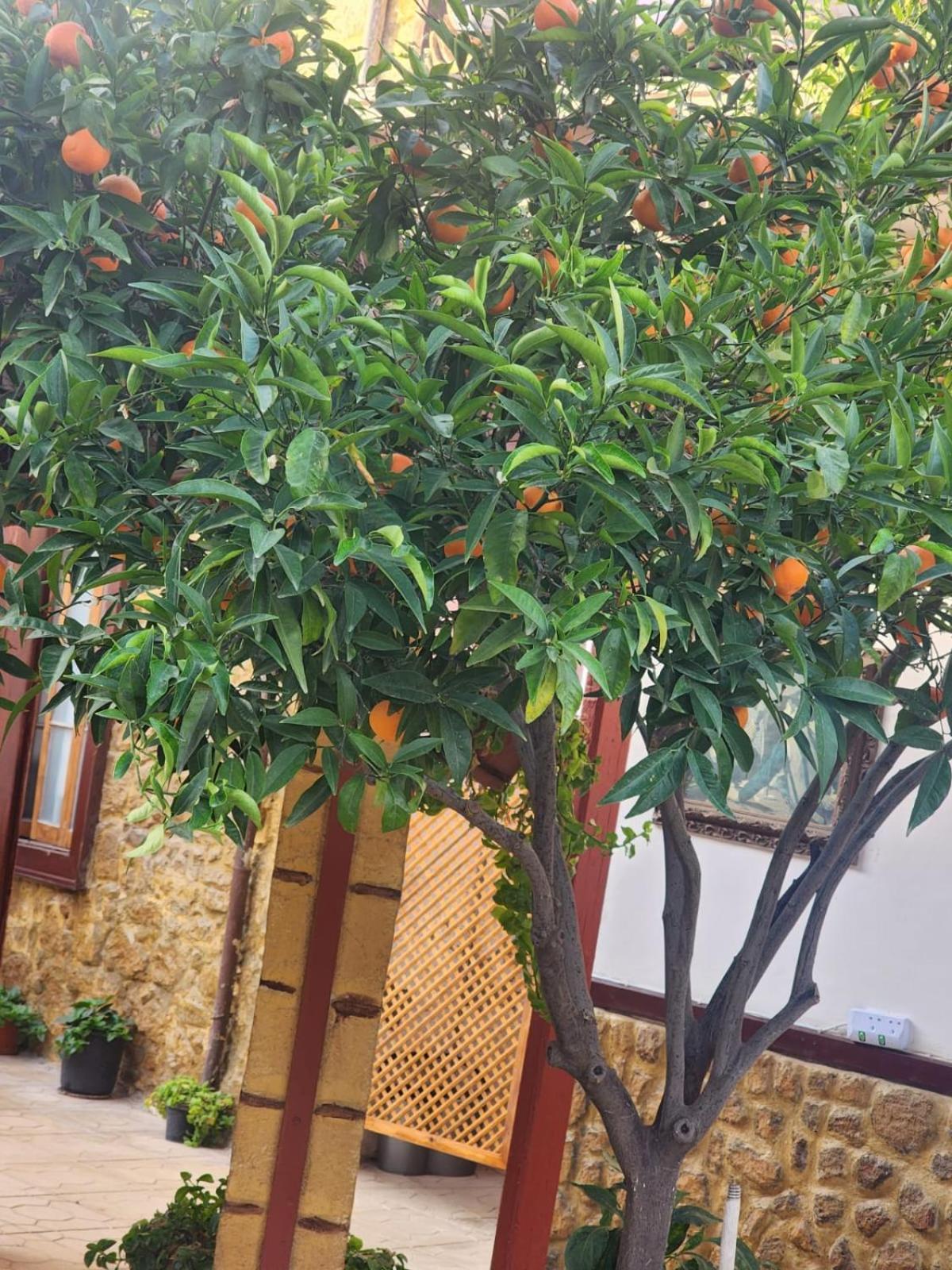 Aksaray Boutique Hotel 尼科西亚 外观 照片